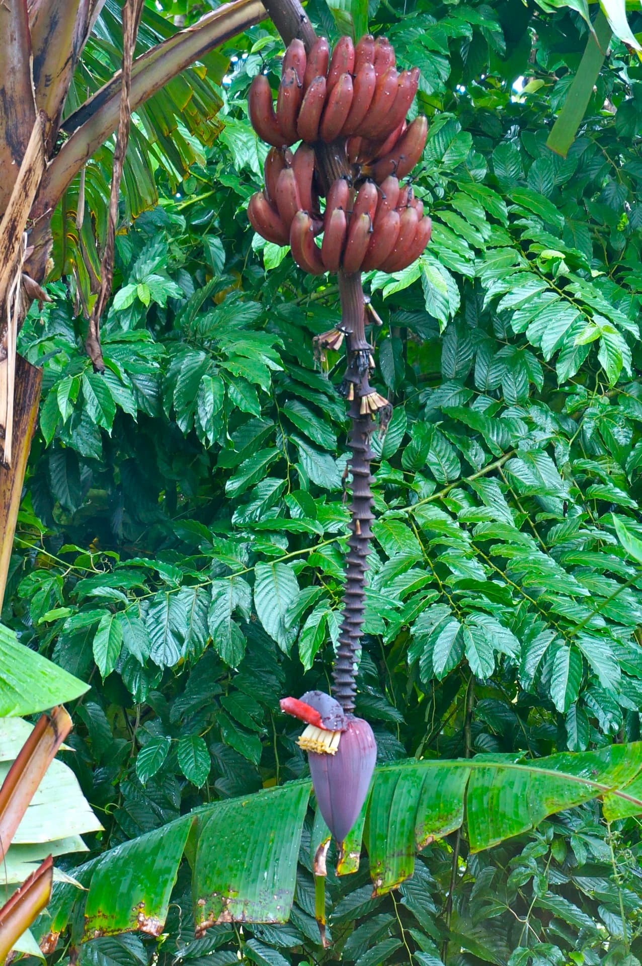 Banana Split with Honey-Fudge Sauce