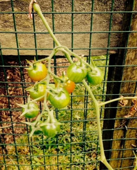 Tomato Salad with Spices and Herbs