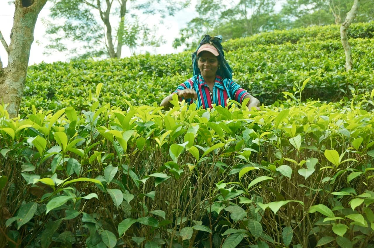 The Tea Plantation; Honey Corn Muffins