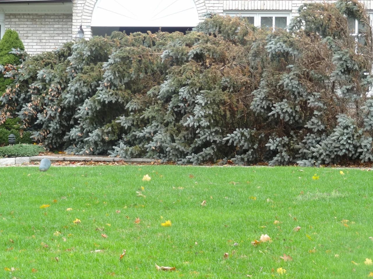 Hurricane Sandy and That Huge Tree