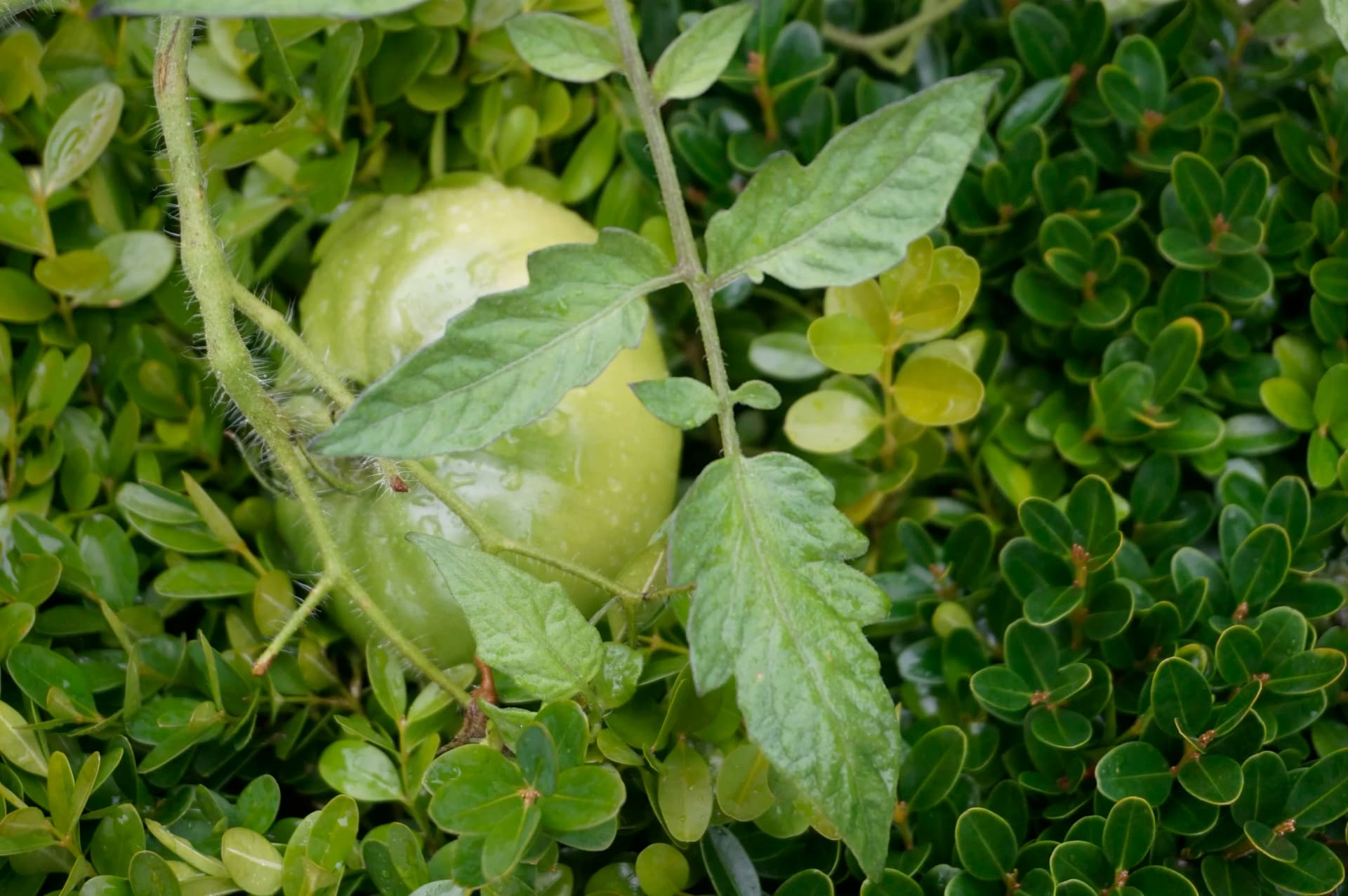 Pear and Green Tomato Chutney