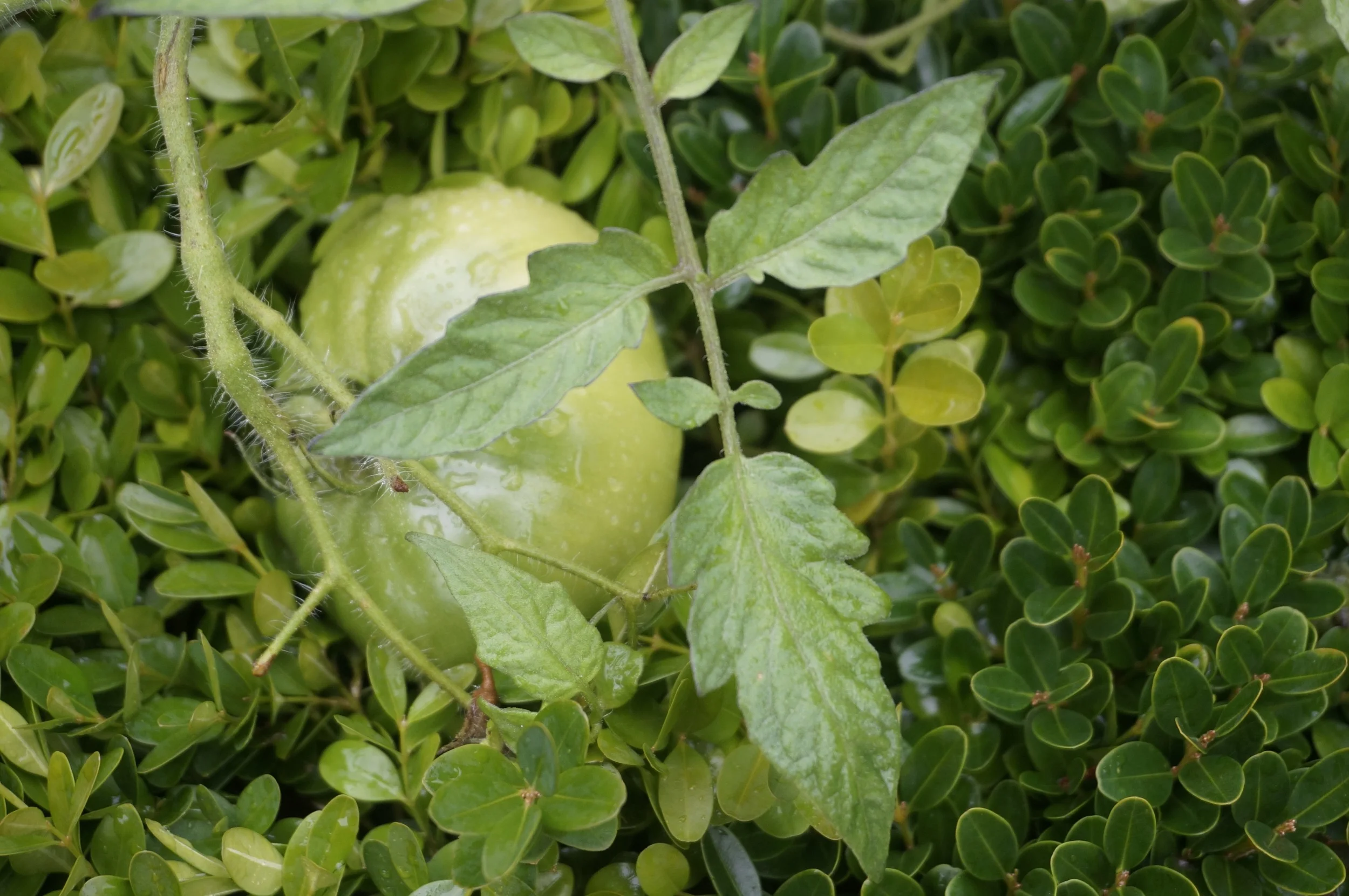 Pear and Green Tomato Chutney